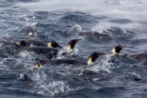 Група імператорських пінгвінів у холодних водах Антарктики