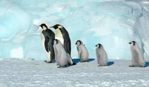 Імператорські пінгвіни з пташенятами