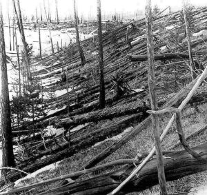 Повалені дерева в районі Тунгуського вибуху