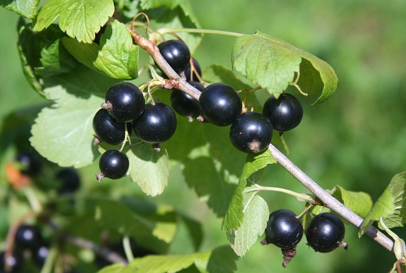 Смородина чорна (Ribes nigrum).