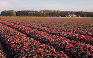 Плантація тюльпанів у Нідерландах.