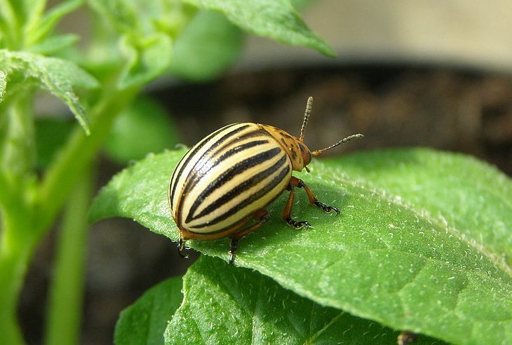 Колорадський жук (Leptinotarsa ​​​​decemlineata)