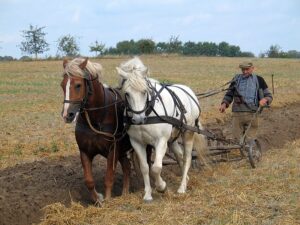 Коні за роботою на фермерському полі
