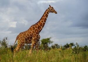 Жирафа сітчастий або сомалійський (Giraffa reticulata)