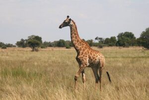 Жирафа південний (Giraffa giraffa)