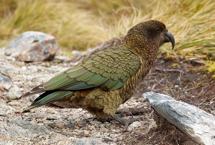 Кеа - новозеландський гірський папуга.