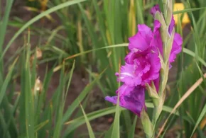 Гладіолус (лат. Gladiolus)