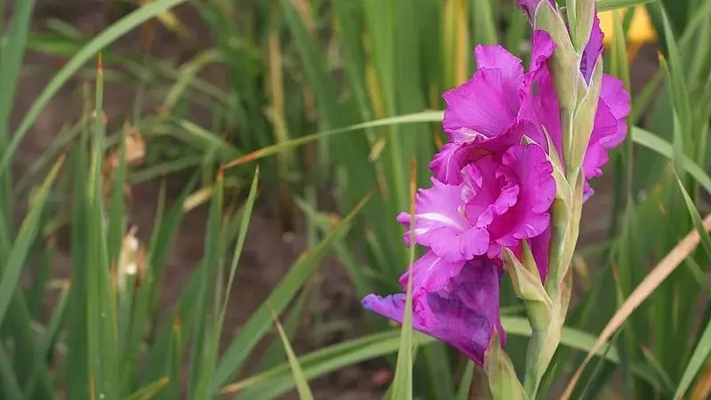 Гладіолус (лат. Gladiolus)