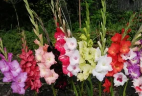 Садові гладіолуси різних сортів