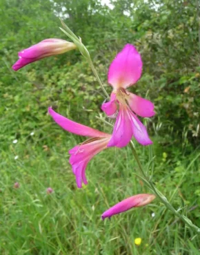 Дикорослий вид гладіолусів Gladiolus italicus
