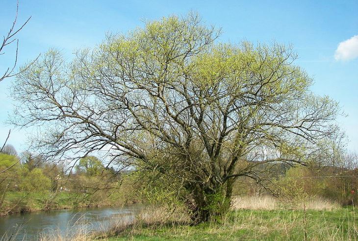 Верба біла (Salix alba)
