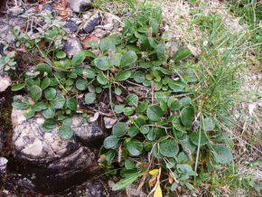 Верба сітчаста (Salix reticulata)