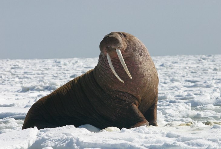 Великий тихоокеанський морж