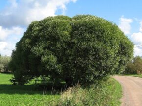 Верба ламка (Salix fragilis)