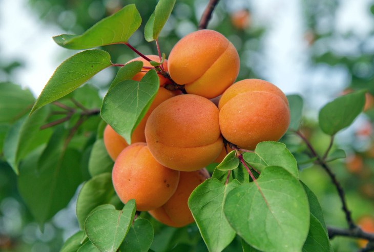 Абрикоса (лат. Prunus armeniaca)