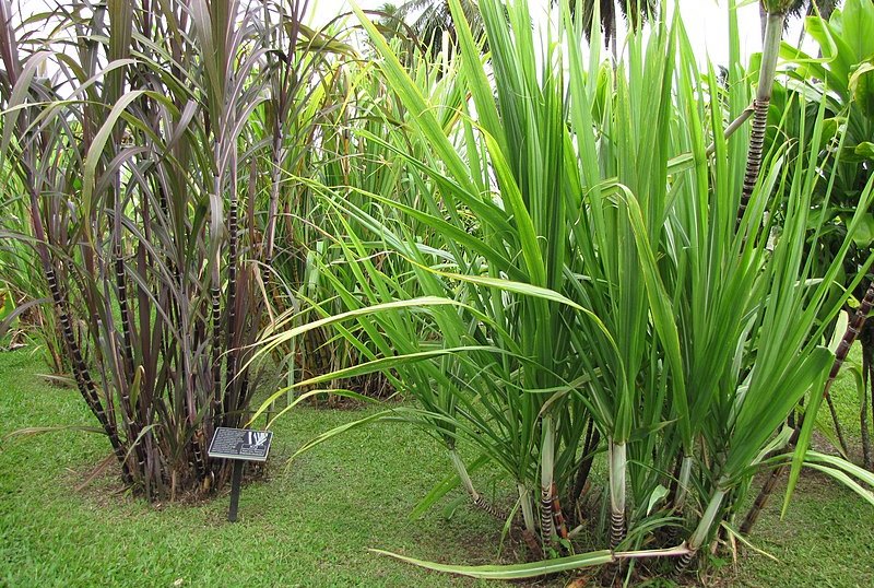 Гавайські сорти цукрової тростини