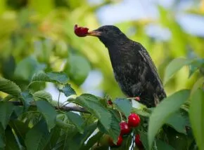 Самка шпака звичайного (Sturnus vulgaris) їсть вишні Самка шпака звичайного (Sturnus vulgaris) їсть вишні