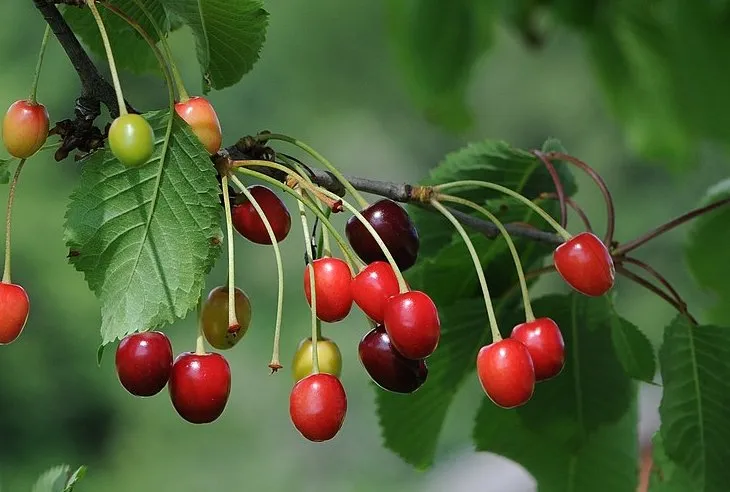 Вишня звичайна (Prunus cerasus)