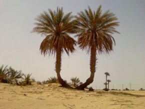 Фінікові пальми (Phoenix)