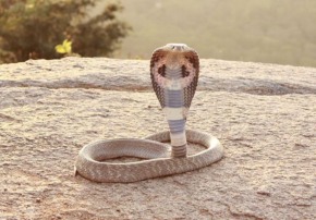 Індійська кобра (Naja naja)
