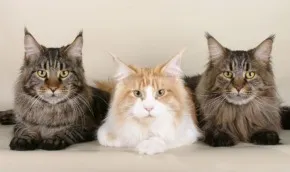 Коти породи мейн кун