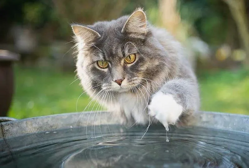 Чому коти не люблять купатися