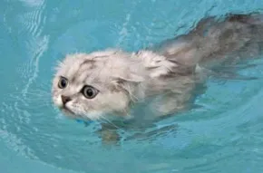 Кішка у воді