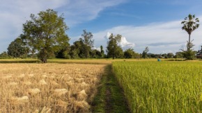 Рисові поля під час збору врожаю