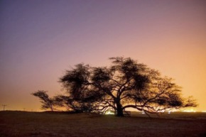 "Дерево життя" Шаджарат-аль-Хаят у Бахрейні