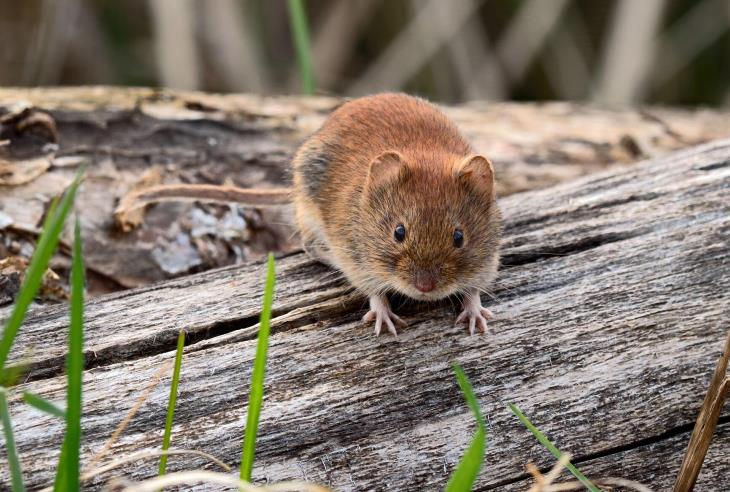 Цікаві факти про мишей