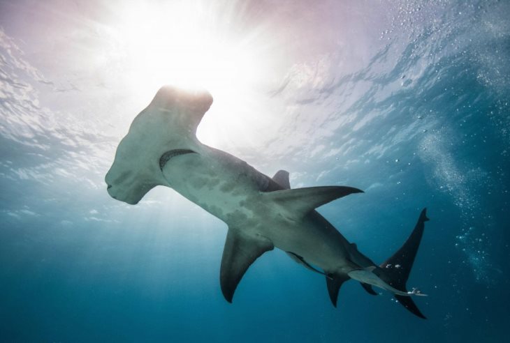 Цікаві факти про акул-молотів