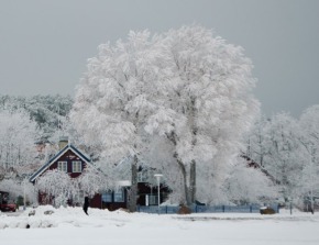 Дерева в снігу