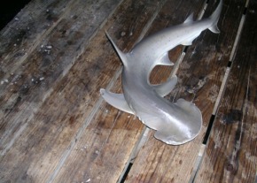 Акула-молот дрібноголова або акула-лопата (Sphyrna tiburo)