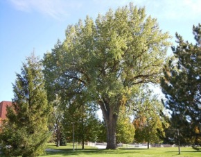 Тополя дельтолиста або канадська (Populus deltoides)