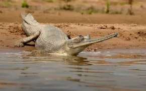 Гавіал гангський (Gavialis gangeticus)