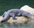 Крокодил філіппінський (Crocodylus mindorensis)