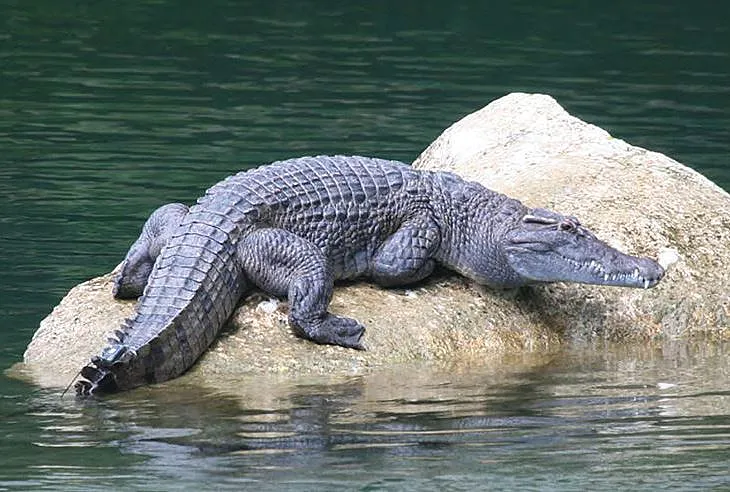 Крокодил філіппінський (Crocodylus mindorensis)