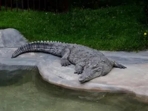 Крокодил гострорилий (Crocodylus acutus)