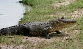 Алігатор міссісіпський (Alligator mississippiensis)