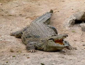 Крокодил нільський (Crocodylus niloticus)
