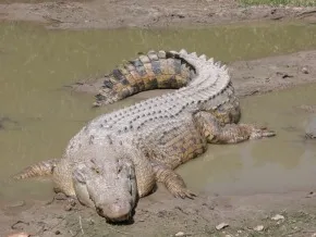 Гребінчастий або морський крокодил (Crocodylus porosus)