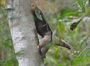 Таманду мексиканський