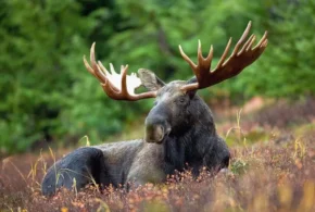 Лось європейський (Alces alces)