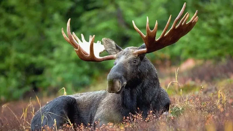 Лось європейський (Alces alces)