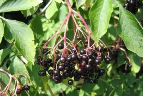 Бузина чорна