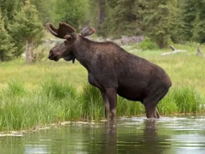 Лось американський (Alces americanus)