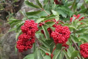 Бузина червона
