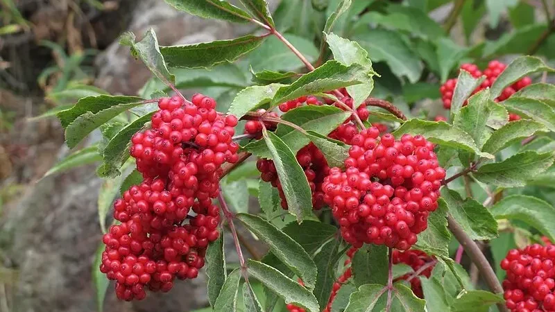 Бузина червона