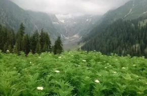 Бузина трав'яниста