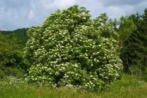 Квітучий кущ бузини чорної